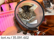 Кот Барсик заболел и носит воротник Barsik the cat is sick and wears a collar (2020 год). Редакционное фото, фотограф Светлана Федорова / Фотобанк Лори