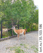 Гуанако (Lama guanicoe). Ялтинский зоопарк "Сказка" (2020 год). Стоковое фото, фотограф Мария Кылосова / Фотобанк Лори