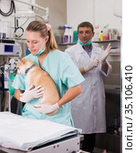 Dog undergoing surgery at vets. Стоковое фото, фотограф Яков Филимонов / Фотобанк Лори
