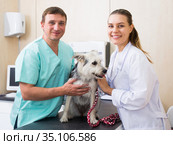 Two vets examining a dog. Стоковое фото, фотограф Яков Филимонов / Фотобанк Лори