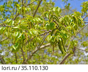 Цветение лапины ясенелистной (Pterocarya fraxinifolia) Стоковое фото, фотограф Ирина Борсученко / Фотобанк Лори