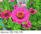 Цинния (Zinnia) Стоковое фото, фотограф Мария Кылосова / Фотобанк Лори