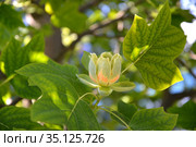 Лириодендрон тюльпанный(тюльпанное дерево) (Liriodendron tulipifera L.). Цветок и листья. Стоковое фото, фотограф Ирина Борсученко / Фотобанк Лори