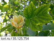 Раскрывшийся цветок лириодендрона тюльпанного (тюльпанное дерево) (Liriodendron tulipifera L.) Стоковое фото, фотограф Ирина Борсученко / Фотобанк Лори