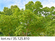 Орех айлантолистный (Орех Зибольда) (Juglans ailantifolia Carriere). Крона дерева. Стоковое фото, фотограф Ирина Борсученко / Фотобанк Лори
