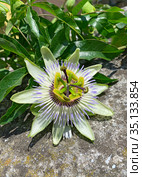 Страстоцвет (Passiflora) (2020 год). Стоковое фото, фотограф Мария Кылосова / Фотобанк Лори
