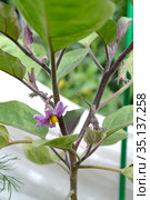 Цветущее растение баклажана (Solanum melongena l.) Стоковое фото, фотограф Ирина Борсученко / Фотобанк Лори