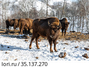 A herd of European bison feeding on winter mountains. Altai Republic, Russia. Стоковое фото, фотограф Наталья Волкова / Фотобанк Лори