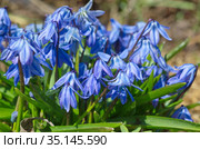 Сцилла двулистная Таурика или пролеска (лат. Scilla difolia L.) крупным планом. Стоковое фото, фотограф Елена Коромыслова / Фотобанк Лори