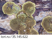 Hammered Shield Lichen or Waxpaper lichen on rock in black & white. The scientific name is Parmelia sulcata and has lobes and leaf like body. Стоковое фото, фотограф Евгений Ткачёв / Фотобанк Лори