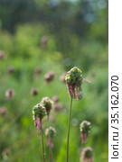 Salad Burnet in wild. Стоковое фото, фотограф Короленко Елена / Фотобанк Лори