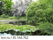 Заросший пруд с водными кувшинками (лат. Nymphaea). Пейзаж летним днем. Стоковое фото, фотограф Grigory_Gez / Фотобанк Лори