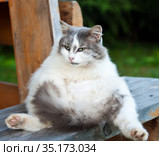 Недовольная серо-белая кошка сидит на деревянной скамье. Стоковое фото, фотограф E. O. / Фотобанк Лори