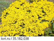 Желтые цветы Алиссума (Бурачок, Гмелина) горного (Alyssum montanum  L., Alyssum gmelinii) Стоковое фото, фотограф Ирина Борсученко / Фотобанк Лори