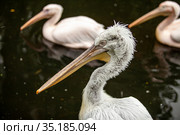 Close-up portrait of an old pelican with a blurred background. Стоковое фото, фотограф Restyler Viacheslav / Фотобанк Лори