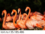 Group of pink flamingos on a green meadow. Стоковое фото, фотограф Restyler Viacheslav / Фотобанк Лори