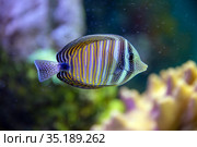 Fish Zebrasoma sailing Desjardins (Zebrasoma desjardinii) Стоковое фото, фотограф Евгений Ткачёв / Фотобанк Лори