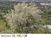 Джида или лох узколистный (lat.Elaeagnus commutata). Стоковое фото, фотограф Михаил Старшов / Фотобанк Лори