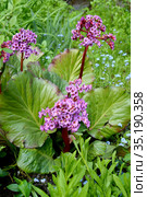 Бадан толстолистный  (Bergenia crassifolia (L.) Fritsch). Цветущее растение. Стоковое фото, фотограф Ирина Борсученко / Фотобанк Лори