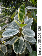 Фикус каучуконосный, сорт "Тинеке" (Ficus elastica Roxb. ex Hornem.) растет в оранжерее. Стоковое фото, фотограф Ирина Борсученко / Фотобанк Лори