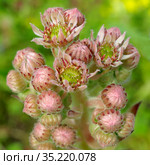 Цветущее молодило или каменная роза (лат. Sempervivum). Соцветие крупным планом. Стоковое фото, фотограф Елена Коромыслова / Фотобанк Лори