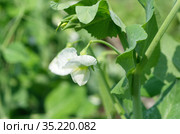 Цветок гороха (лат. Pisum) крупным планом. Стоковое фото, фотограф Елена Коромыслова / Фотобанк Лори