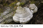 Трутовик на стволе упавшего дерева. A tinder fungus on the trunk of a fallen tree. Стоковое фото, фотограф Евгений Романов / Фотобанк Лори