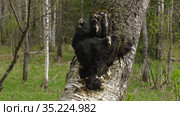 Гриб чага на стволе березы. A chaga fungus on the trunk of a birch tree. Стоковое видео, видеограф Евгений Романов / Фотобанк Лори