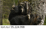 Гриб чага на стволе березы. A chaga fungus on the trunk of a birch tree. Стоковое фото, фотограф Евгений Романов / Фотобанк Лори