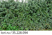 Кизильник даммера блестящий cotoneaster lucidus как великолепный фон (2019 год). Стоковое фото, фотограф Владислав Сабанин / Фотобанк Лори