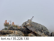 Тундровая куропатка (Lagopus mutus montin) Стоковое фото, фотограф Виктор Никитин / Фотобанк Лори