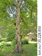 Берёза бумажная (Betula papyrifera Marshall) растет в парке. Стоковое фото, фотограф Ирина Борсученко / Фотобанк Лори