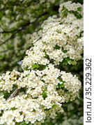 Ветка с  цветками боярышника однопестичного (Crataegus monogyna Jacq.) Стоковое фото, фотограф Ирина Борсученко / Фотобанк Лори