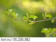 Шелковица чёрная (Morus nigra L.). Ветка с бутонами и молодыми листьями. Стоковое фото, фотограф Ирина Борсученко / Фотобанк Лори