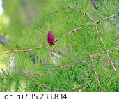 Женская шишка лиственницы европейской (Larix decidua Mill.) Стоковое фото, фотограф Ирина Борсученко / Фотобанк Лори