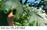 Female hands showing maple leaf with disease. Sick and dried tree. Summer season. Стоковое видео, видеограф Кекяляйнен Андрей / Фотобанк Лори