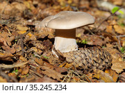 Говорушка дымчатая (лат. Clitocybe nebularis) в осеннем лесу. Стоковое фото, фотограф Елена Коромыслова / Фотобанк Лори