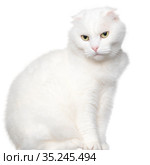 White lop-eared cat sits on a table. Isolated on a white background. Стоковое фото, фотограф Филатова Ирина / Фотобанк Лори