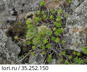 Уральские горы. Очиток и молодило среди камней. Ural Mountains. Stonecrop and houseleek plants among the rocks. Стоковое фото, фотограф Евгений Романов / Фотобанк Лори