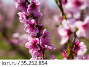 Close-up of blooming peach trees in the fields n spring. Стоковое фото, фотограф Яков Филимонов / Фотобанк Лори