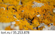 Bright yellow orange Caloplaca marina aka Orange Sea Lichen on rock, recent rains revived the vegetative body, natural macro background. Стоковое фото, фотограф Tamara Kulikova / Фотобанк Лори
