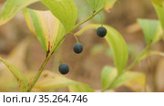 Купена лекарственная (Polygonatum odoratum) с плодами в смешанном лесу. Polygonatum odoratum (angular Solomon's seal) with fruits in a mixed forest. Стоковое видео, видеограф Евгений Романов / Фотобанк Лори