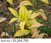 Купена лекарственная (Polygonatum odoratum) с плодами в смешанном лесу. Polygonatum odoratum (angular Solomon's seal) with fruits in a mixed forest. Стоковое фото, фотограф Евгений Романов / Фотобанк Лори