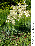 Юкка нитчатая (Yucca filamentosa L.). Цветущее растение. Стоковое фото, фотограф Ирина Борсученко / Фотобанк Лори