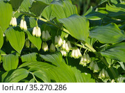 Цветущая купена многоцветковая (лат. Polygonatum multiflorum) крупным планом. Стоковое фото, фотограф Елена Коромыслова / Фотобанк Лори