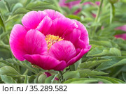 Evasive peony, or Mary's root (Paeonia anomala). Close-up. Floral background. Стоковое фото, фотограф Филатова Ирина / Фотобанк Лори