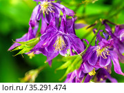 Blue flower of European columbine (Aquilegia vulgaris). Close up. Стоковое фото, фотограф Евгений Ткачёв / Фотобанк Лори
