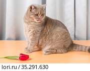 Кошка породы британская короткошерстная сидит около тюльпана и облизывается. Стоковое фото, фотограф Наталья Гармашева / Фотобанк Лори