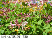 Цветущая жимолость каприфоль (Lonicera caprifolium L.). Фон. Стоковое фото, фотограф Ирина Борсученко / Фотобанк Лори