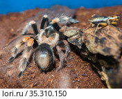 Паук - птицеед (Brachypelma hamorii male subadult) Индонезия. Бали. Стоковое фото, фотограф Галина Савина / Фотобанк Лори